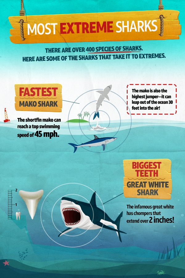 Extreme sharks mini infographic